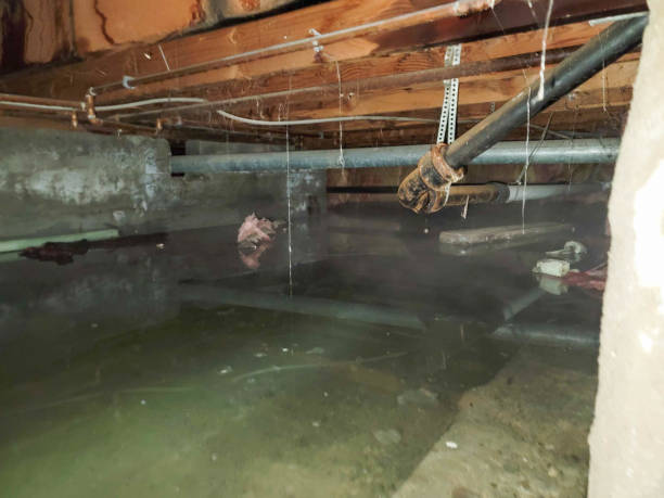 Best Water damage contractors near me  in Panama City Beach, FL